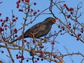 Male blackbird swallowing hawthorn berry