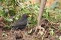Male Blackbird Turdus merula hunting for worms in freshly dug soil, with garden fork.
