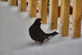 Male Blackbird Turdus Merula Looking For Food In The Snow.