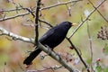 Male blackbird among autumn berries and leaves