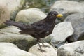 Male Blackbird (Turdus merula) Royalty Free Stock Photo