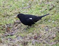 Male blackbird with unusual white feather plumage