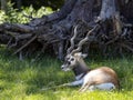 male Blackbuck, Antilope cervicapra, lies on the grass in the shade under a tree Royalty Free Stock Photo