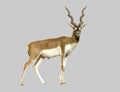 Blackbuck