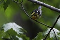 Male Blackburnian Warbler, Setophaga fusca, head on view Royalty Free Stock Photo