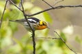 Male Blackburnian Warbler, Setophaga fusca, perched on a small branch Royalty Free Stock Photo