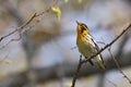 Male Blackburnian Warbler, Setophaga fusca, perched in a tree Royalty Free Stock Photo