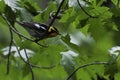 Male Blackburnian Warbler, Setophaga fusca, resting in a tree Royalty Free Stock Photo