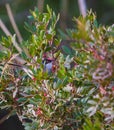 Male Blackcap hides in bush