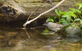 Male blackcap looking in the river water