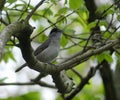 Male blackcap singing in beech tree