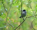 Male blackcap clinging to branches