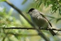A male Blackcap, Sylvia atricapilla, perching on a branch of a Willow tree in spring.