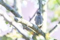 Male blackstart perched on cherry tree with spring white blooms