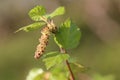 Male blossom of Betula pubescens, the downy birch Royalty Free Stock Photo