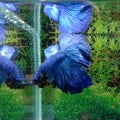 Male blue Betta fish slayer aquarium Royalty Free Stock Photo