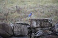 Male Blue Bird on a stone fence