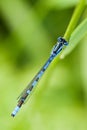 Male Blue Damselfly : Enallagma cyathigerum