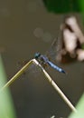 A male Blue Dasher dragonfly alights on a reed
