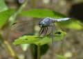 A male blue dasher dragonfly