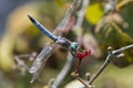 Male Blue Dasher Dragonfly - Pachydiplax longipennis Royalty Free Stock Photo