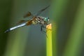 Blue Dasher Dragonfly - Pachydiplax longipennis Royalty Free Stock Photo