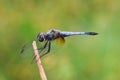 Dragonfly.Male Blue dasher dragonfly stop on the twig Royalty Free Stock Photo