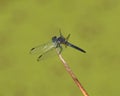 A blue dasher dragonfly perched on the tip of a reed