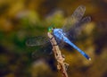 Male blue dasher Pachydiplax longipennis dragonfly Royalty Free Stock Photo