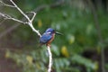 The male of Blue-eared kingfisher Alcedo meninting the tiny beautiful blue bird standing on the branch