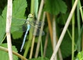 A male Blue Emperor dragonfly (Anax imperator), a type of hawker dragonfly Royalty Free Stock Photo