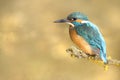 Male blue European kingfisher seen from the side resting on a branch with golden light on the background