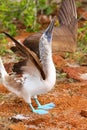 Male Blue-footed Booby displaying on North Seymour Island, Galapagos National Park, Ecuador Royalty Free Stock Photo