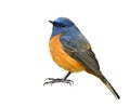 Male of blue-fronted redstart, fat blue bird has orange belly with bare foot and long claws isolated on white background Royalty Free Stock Photo