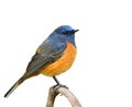 male of blue-fronted redstart, fat blue bird with orange belly perching on wooden branch isolated on white background Royalty Free Stock Photo