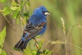 Male Blue Grosbeak (Guiraca caerulea) Royalty Free Stock Photo