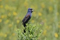 Male Blue Grosbeak (Passerina caerulea) Royalty Free Stock Photo