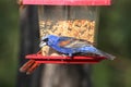 Male Blue Grosbeak (Passerina caerulea) Royalty Free Stock Photo