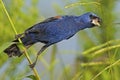 Male Blue Grosbeak on Reeds Royalty Free Stock Photo