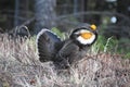 Male Blue Grouse Dendragapus fuliginosus Courtship Pose