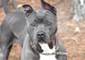 Male blue nose American Pit Bull Terrier dog outside on leash Royalty Free Stock Photo