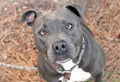 Male blue nose American Pit Bull Terrier dog portrait looking up at camera Royalty Free Stock Photo