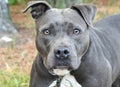 Male blue nose American Pit Bull Terrier dog portrait staring at camera Royalty Free Stock Photo