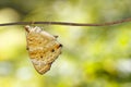 Male blue pansy butterfly Junonia orithya Linnaeus on twig Royalty Free Stock Photo