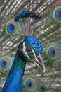 Male blue Peacock, or Indian peafowl (Pavo cristatus) Portrait Royalty Free Stock Photo