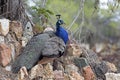 Male Blue Peacock Resting On Rocks