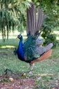 Male blue peafowl displaying his moulted tail Royalty Free Stock Photo