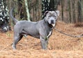 Male blue Pitbull Terrier outside on leash