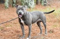 Male blue Pitbull Terrier outside on leash