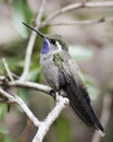 A Male Blue-throated Hummingbird on a Branch Royalty Free Stock Photo